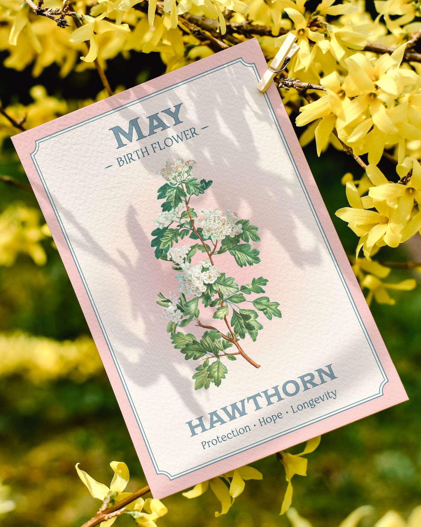 May Birth Flower Print – Hawthorn Art Print