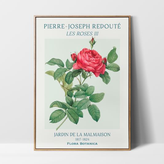 Pierre Joseph Redouté – Les Roses III Art Print