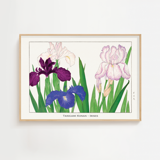 Iris Flower Art Print – Japanese Wall Art
