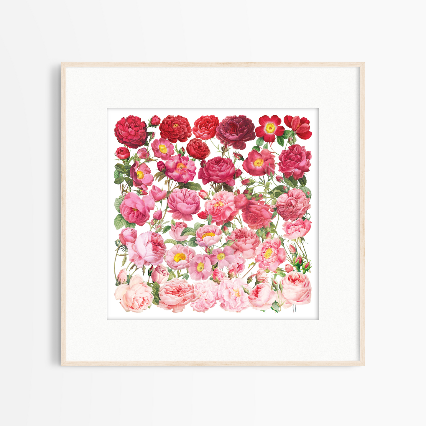 Ombre Roses – Square Giclée Art Print