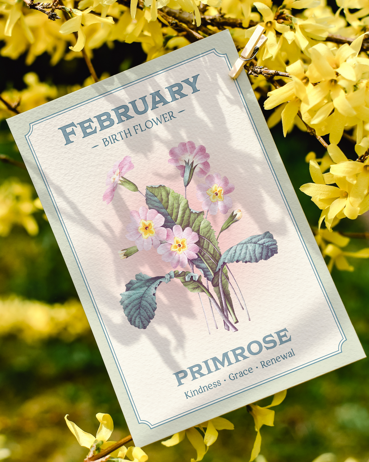 February Birth Flower Print – Primrose Art Print