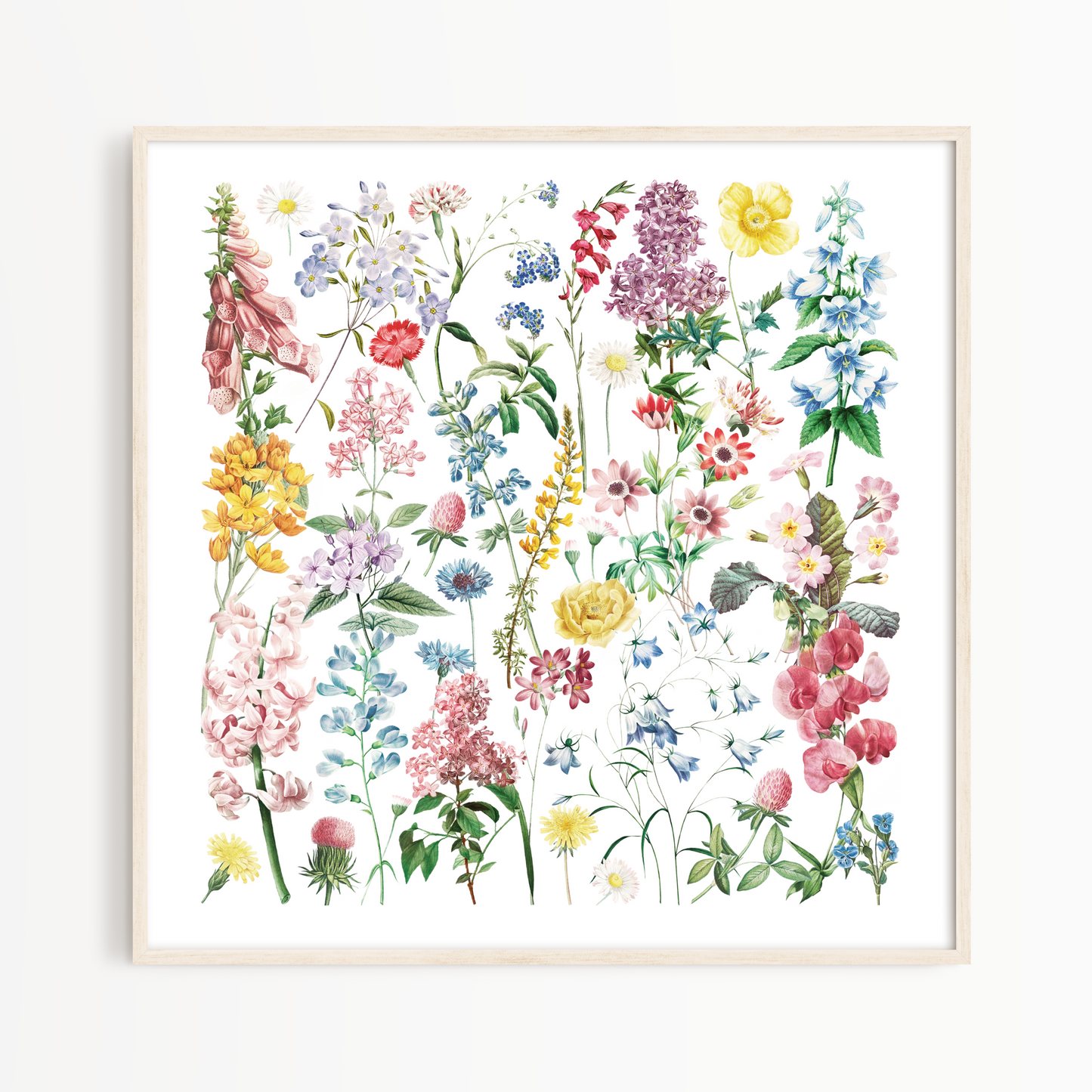 Square-shaped art print showing colourful British wild flower and garden flower watercolour painting illustrations. Flowers include foxglove, daisy, cornflower, sweet peas, forget me nots, hyacinths, red clover and primroses. 